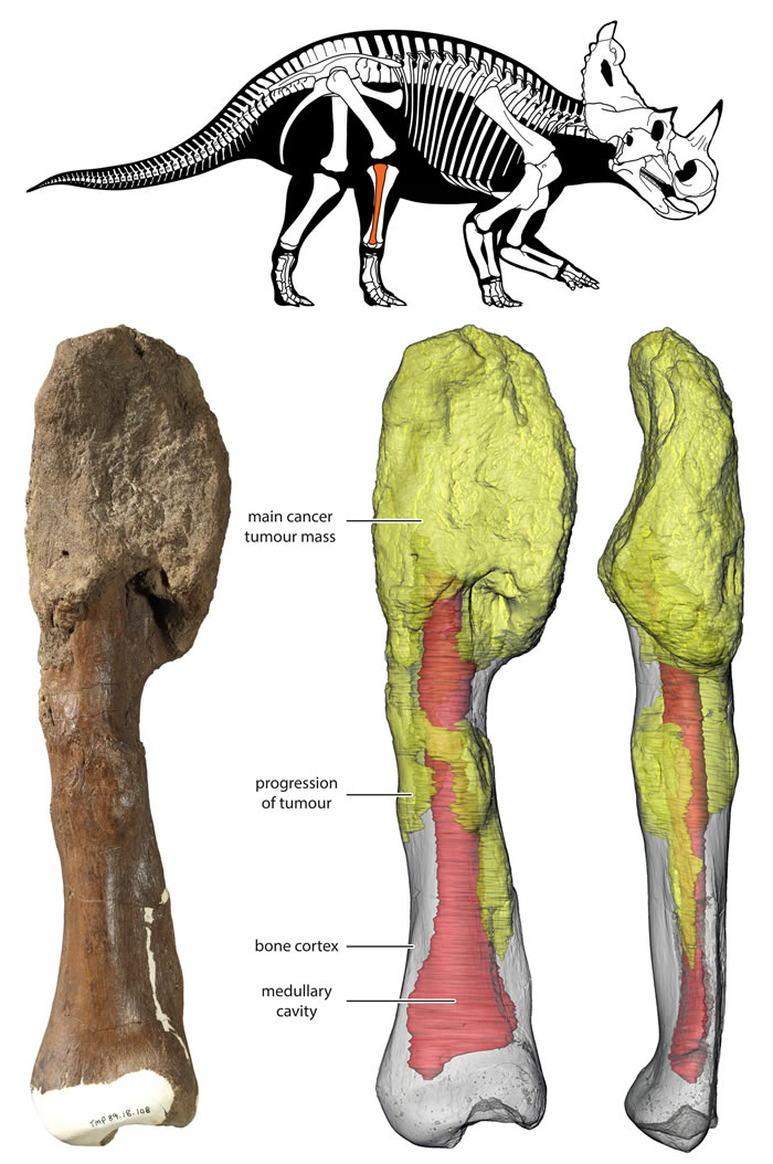 《柳叶刀·肿瘤学》：首次在有角恐龙化石中发现恶性肿瘤——骨肉瘤