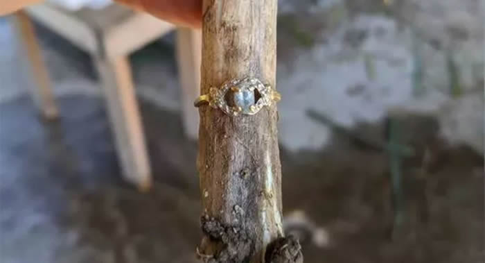 美国缅因州居民在大蒜茎上找到遗失的家传戒指