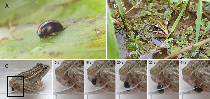 水生甲虫Regimbartia activatea被黑斑蛙吞食 2小时后竟然从青蛙屁股爬出