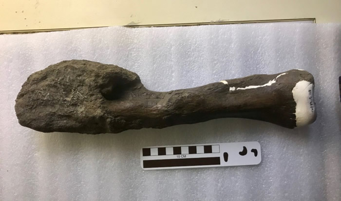 《柳叶刀·肿瘤学》：首次在有角恐龙化石中发现恶性肿瘤——骨肉瘤