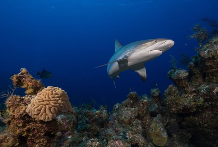 《自然》期刊：大规模调查发现于珊瑚礁栖息的鲨鱼数量急剧下降