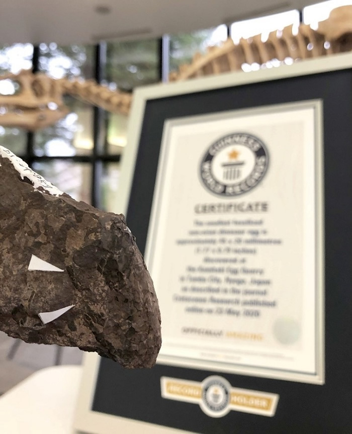 日本兵库县丹波市发现的世界最小恐龙蛋化石打破吉尼斯世界纪录