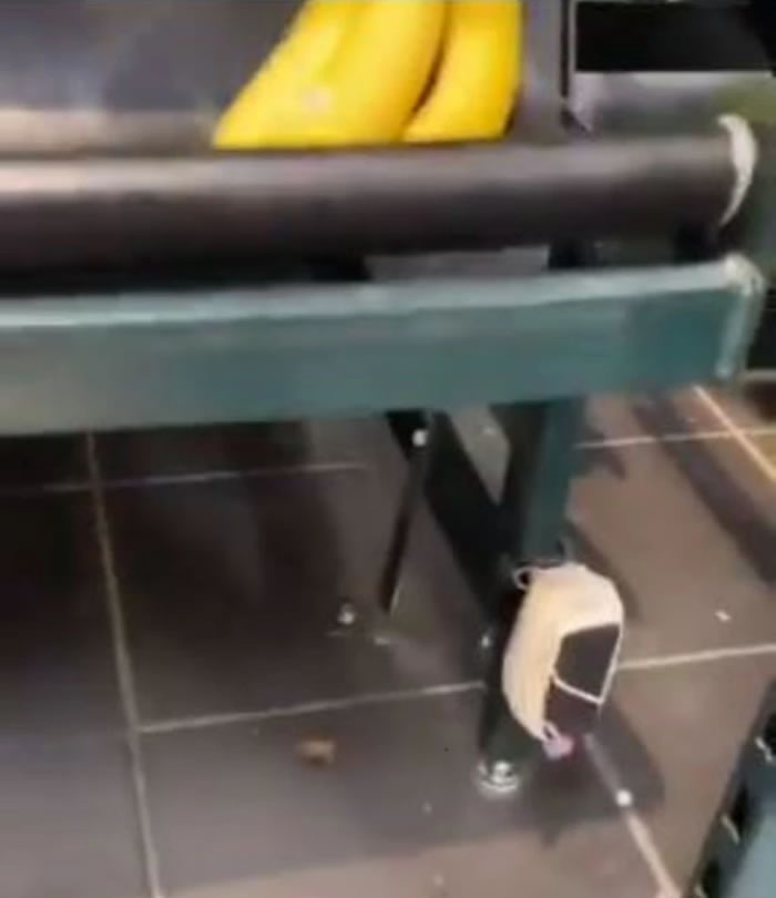 英国超市特易购从哥伦比亚进口的香蕉发现世界最毒蜘蛛——香蕉蜘蛛（巴西流浪蜘蛛）