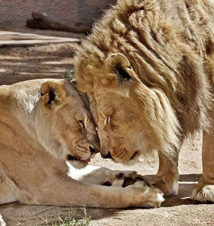 美国洛杉矶动物园明星狮子夫妻被决定同时执行安乐死