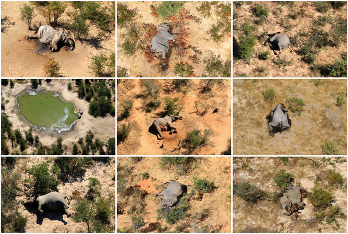 非洲国家博茨瓦纳超过350头大象离奇死亡 原因经证实为自然环境毒素造成