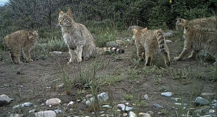 祁连山国家公园青海片区拍到罕见五只荒漠猫同框画面