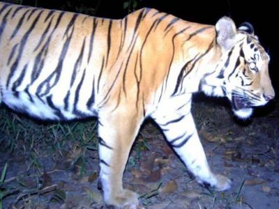 泰国西部丛林捕捉到3只年轻濒临绝种的印度支那虎出没的珍贵影像
