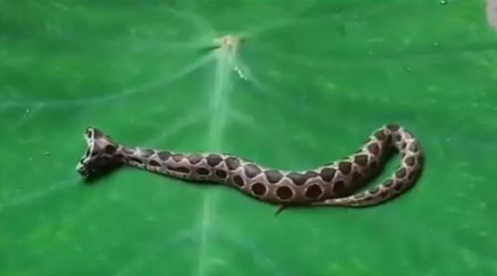 印度中部马哈拉施特拉邦发现一条双头拉塞尔蝰蛇