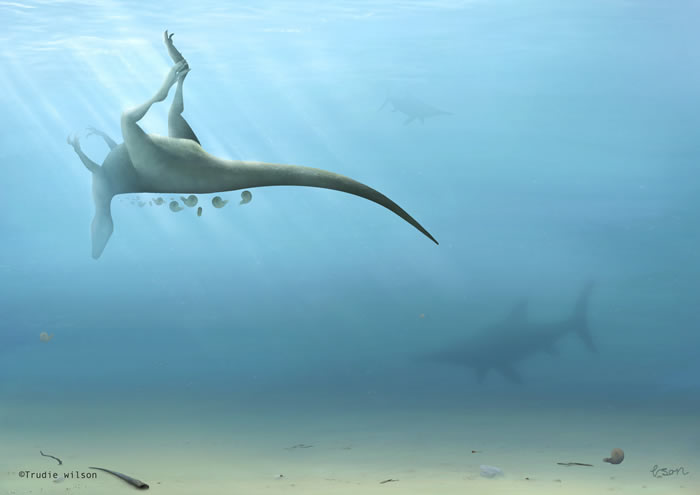 3名化石猎人在英国怀特岛尚克林发现新的兽脚类恐龙——Vectaerovenator inopinatus