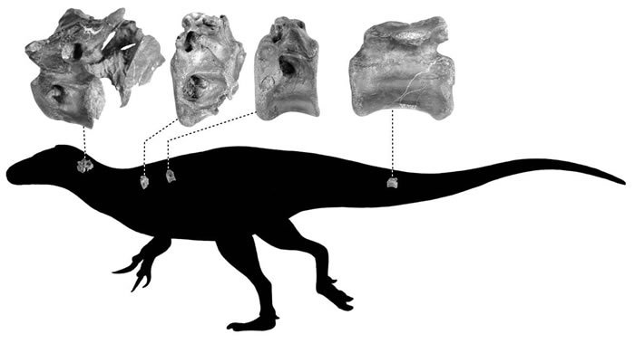 3名化石猎人在英国怀特岛尚克林发现新的兽脚类恐龙——Vectaerovenator inopinatus