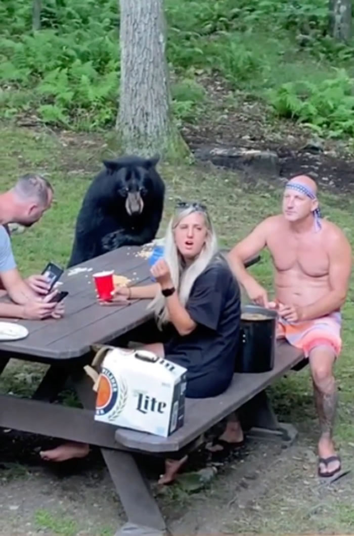 美国马里兰州游客在树林附近野餐 一只黑熊加入享用桌上食物