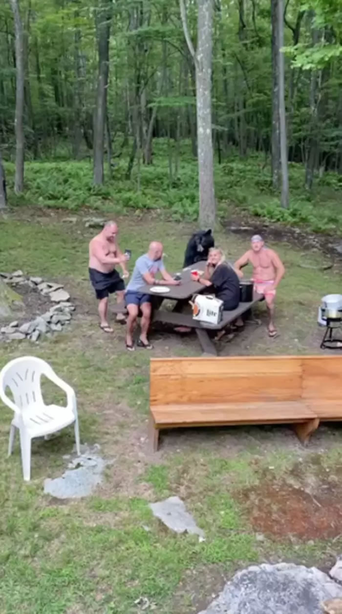 美国马里兰州游客在树林附近野餐 一只黑熊加入享用桌上食物