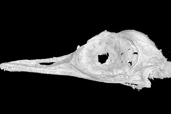 以包裹了头骨的琥珀为依据用计算机技术逐步还原出的“眼齿鸟”图像。图/《自然》