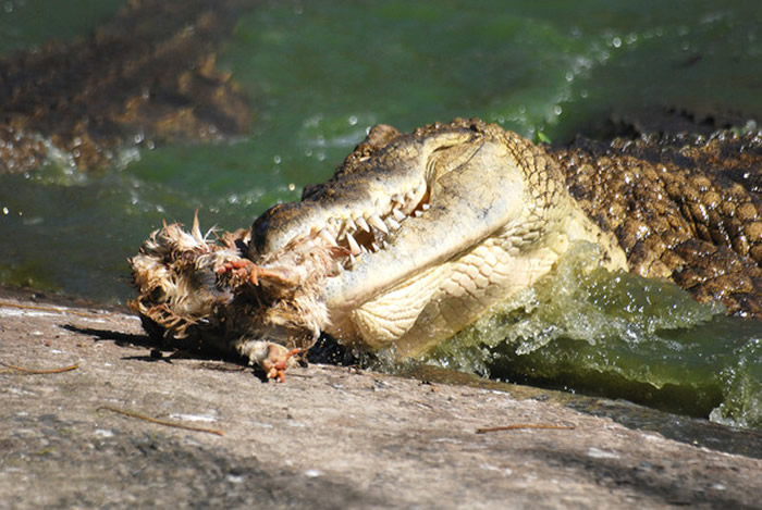 马来西亚山打根省：父亲背后传来水声一回头 惊见8岁儿被鳄鱼咬在口中