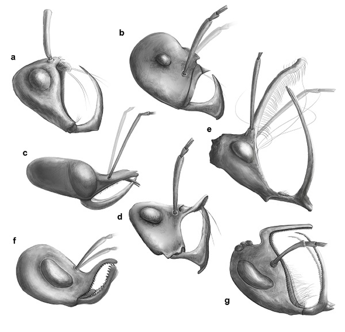 黑帝斯蚁（包括独角蚁）的当代的辐头部素描图（杨定华绘）