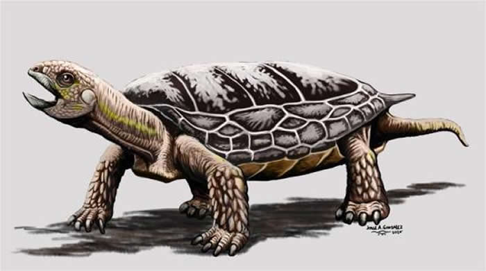 阿根廷古生物学家制作的的三叠纪远古乌龟复原图