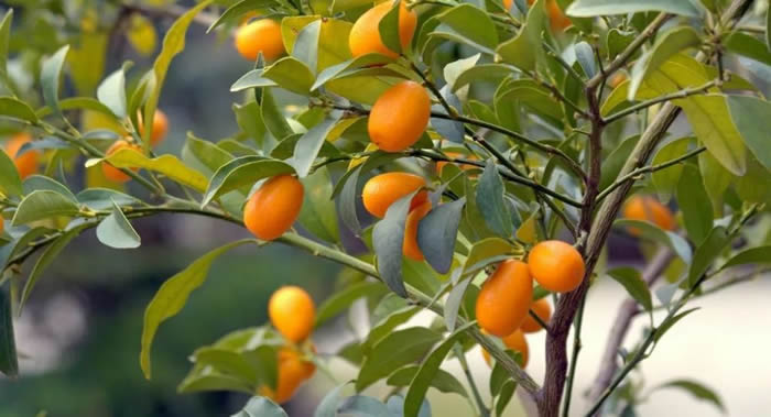 柑橘类水果中的柑橘果中金桔竟能抗癌！