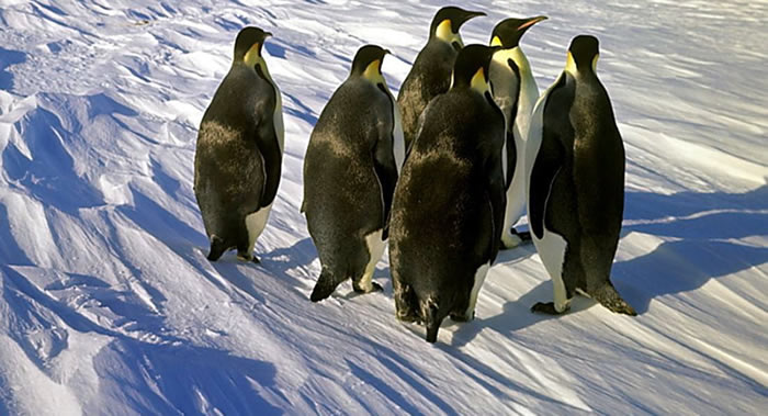 《生态与保护遥感》杂志：哨兵-2号地球遥感卫星在南极洲新发现8个帝企鹅栖息地