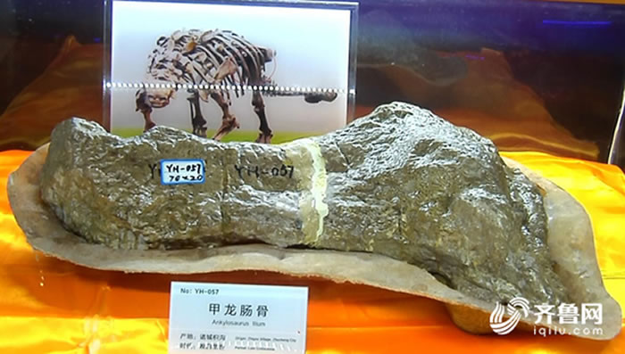 山东诸城臧家庄化石点采集的甲龙类右侧肠骨化石正式命名“诸城中国甲龙”