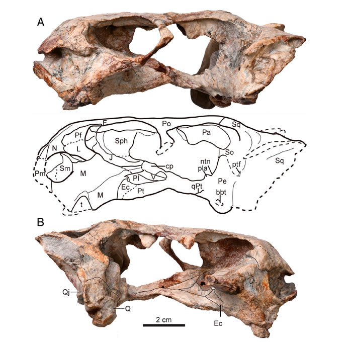 阳泉二叠纪晚期地层发现的二齿兽类化石命名为为白氏桃河兽