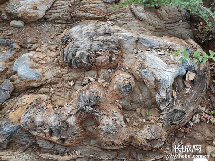 河北省石家庄市鹿泉区发现大面积14亿年前藻类化石