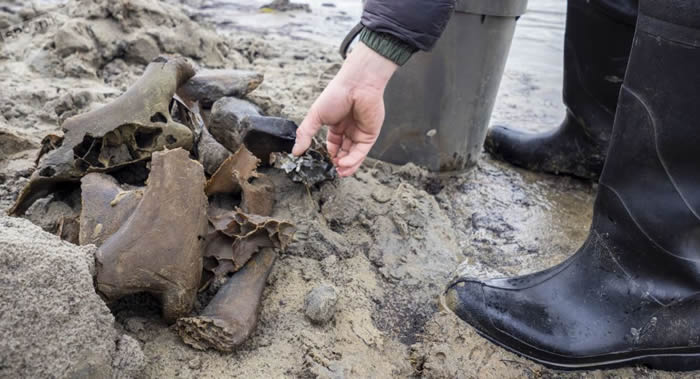 俄罗斯古生物学家在秋明州河岸发现大量猛犸象、野牛和山狮遗骸