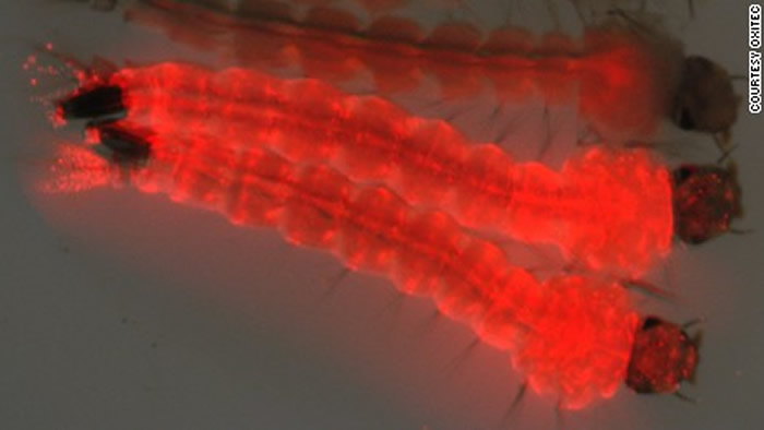 美国生物技术公司Oxitec拟放出7.5亿只基因改造蚊子 让人造基因代代相传抑制繁殖