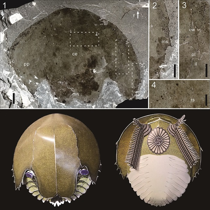 来自华北寒武纪中期馒头组顶部的寒武耙虾Cambroraster标本和复原模型背视和腹视效果