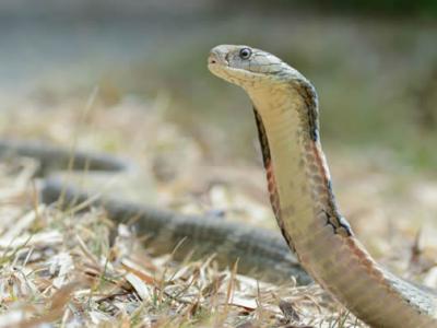 人类具有本能地识别有毒蛇并将其与无毒蛇相区分的能力