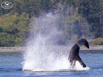 加拿大雪梨岛虎鲸尾巴拍飞海豹