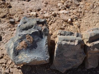 智利大学研究人员确认两种在阿塔卡马沙漠发现的侏罗纪海洋爬行动物化石