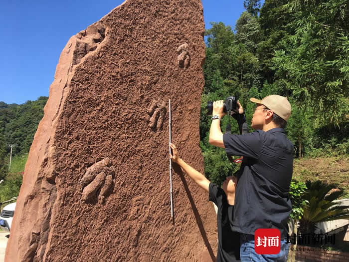 四川省泸州市古蔺县再发现一组白垩纪时期恐龙足迹化石
