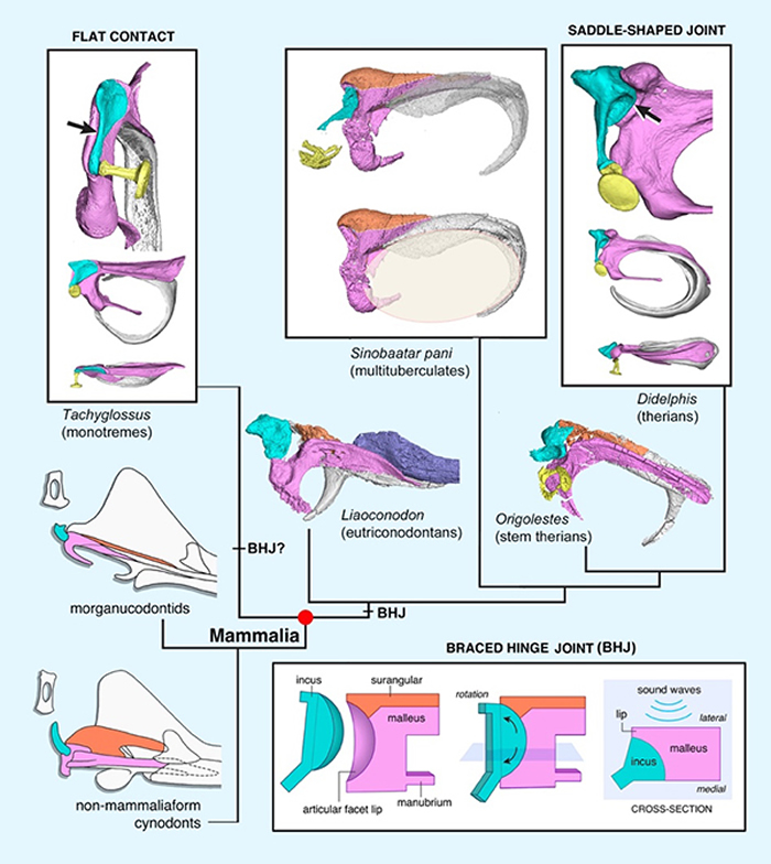 哺乳动物中耳演化的祖先表型与过渡型固枢关节(研究团队 供图)