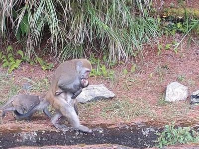 台湾玉山国家公国一只幼猴遭到汽车撞击死亡 猕猴妈妈抱着尸体长达5天4夜