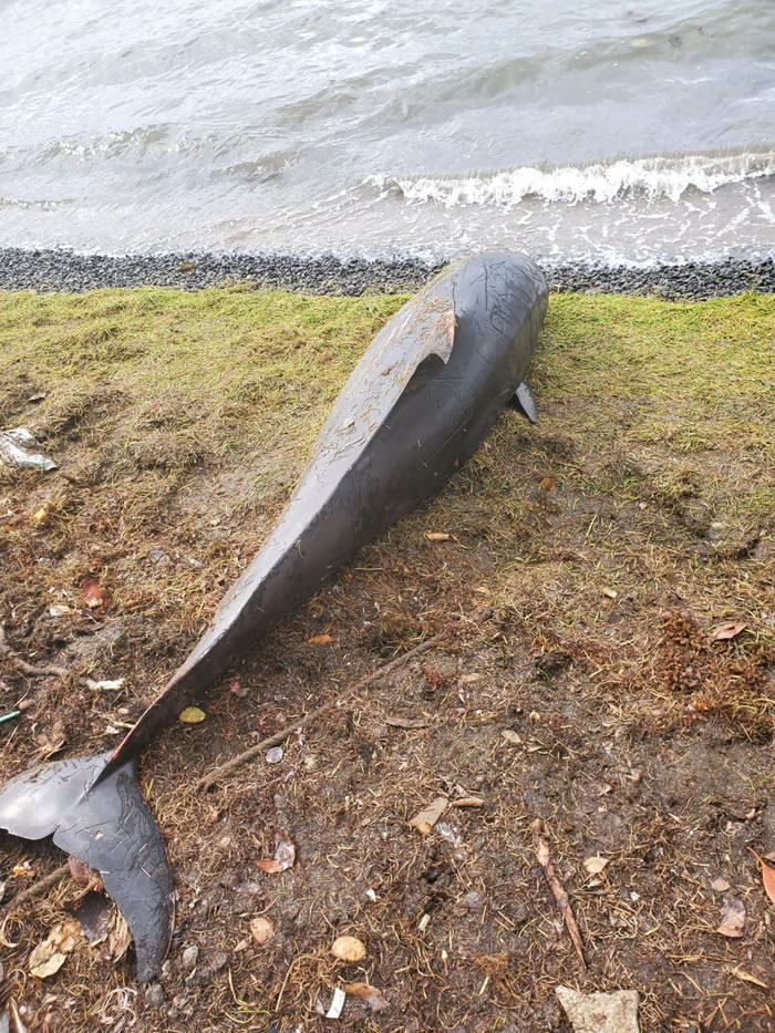 日本货轮若潮号在印度洋岛国毛里求斯触礁漏油 海滩惊现13只飘燃油味的海豚尸体