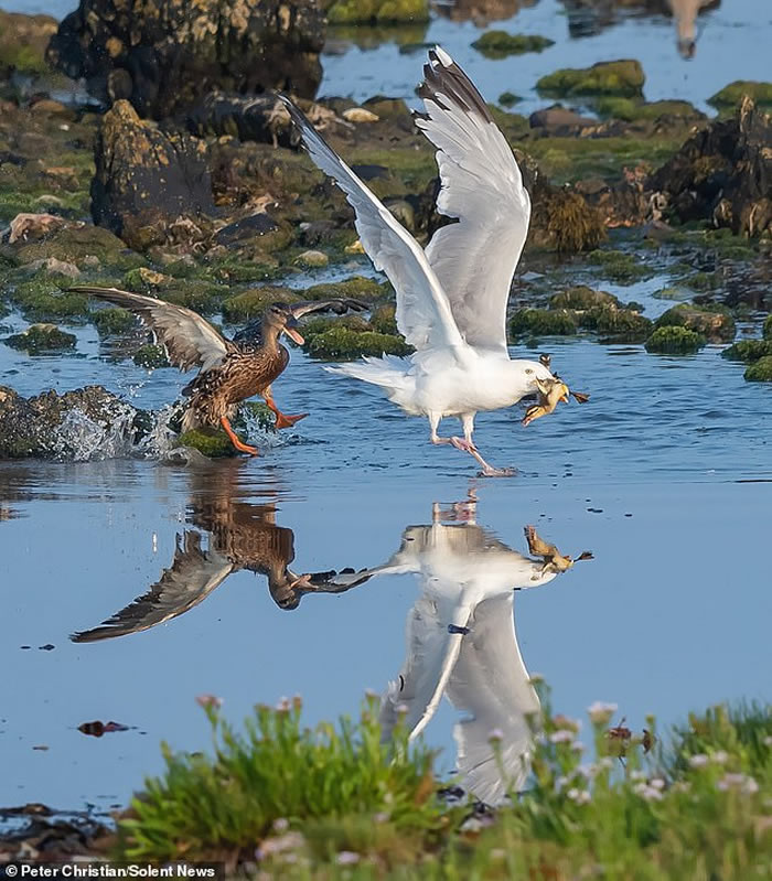 英国马恩岛朗尼斯半岛鸭妈妈带着9只小鸭戏水遭海鸥突袭 激战后孩子仍遭掠夺