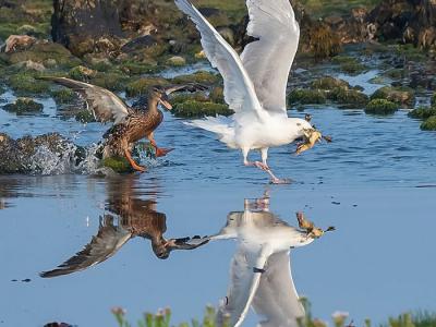 英国马恩岛朗尼斯半岛鸭妈妈带着9只小鸭戏水遭海鸥突袭 激战后孩子仍遭掠夺