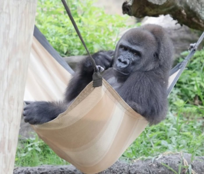 美国路易斯安那州动物园怀孕濒危西部低地大猩猩将分娩 呼吁好心人捐所需物资