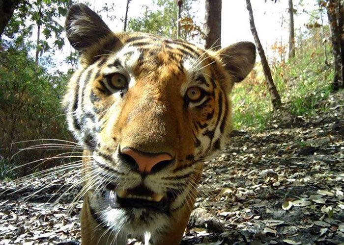拍到“好奇虎”：泰国中部北碧府考廉国家公园内监视镜头近距离拍到野生老虎大头照