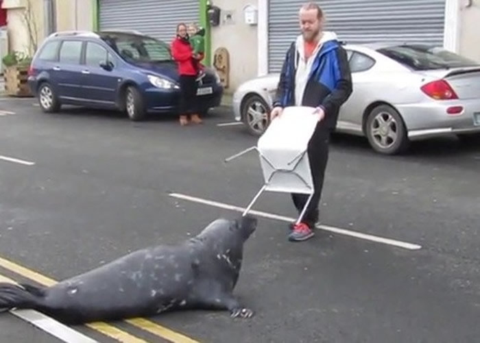 英国多塞特郡热爱玩直立板的男子在韦茅斯港出海玩乐时遭海豹强搭“顺风船”
