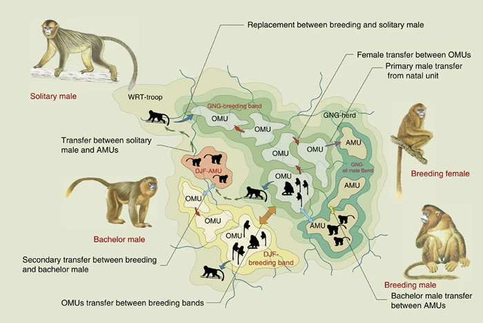 以金丝猴为代表的灵长类动物的重层社会的起源、本质特征和演化过程