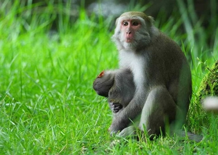 台湾的玉山国家公园小猕猴被游客车辆撞死 母猴紧抱尸体5天不放手