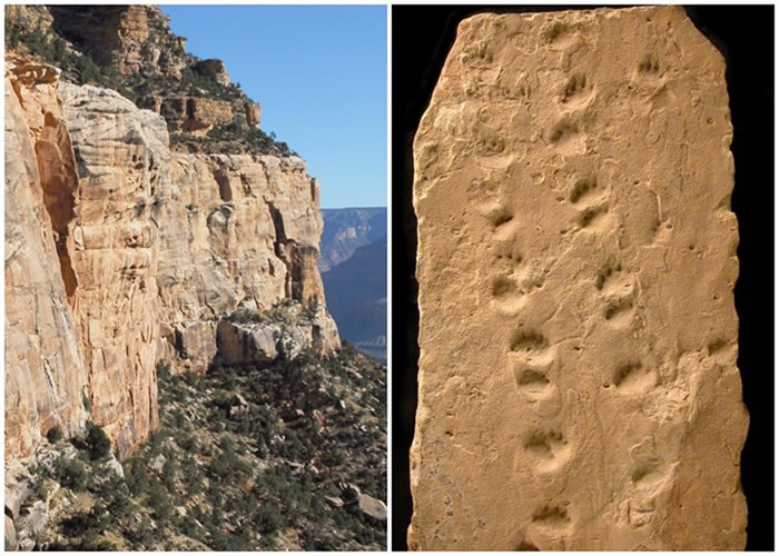 美国亚利桑那州大峡谷国家公园巨大岩石坠落 揭示3.13亿年前远古动物足迹