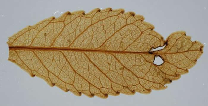 2300万年前的叶子，仍然可以看到纹理，被昆虫咬破的洞和疤痕结构。