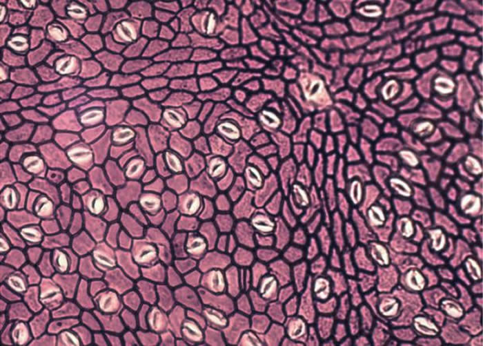 图中是高度放大的木乃伊化叶子的一部分。在这些特征中，可以看到单个的表皮细胞和口形的气孔，叶片通过开口吸收二氧化碳并释放水分。