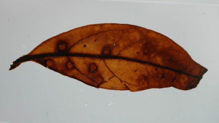 在这个标本上可见的圆形结构是叶片对某种昆虫捕食或寄生的反应组织。