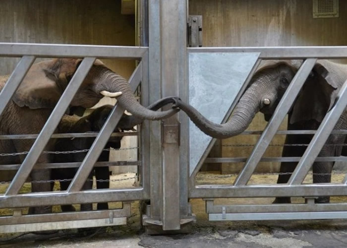 德国哈雷市动物园一对分离12年的大象母女重逢 见面即认出对方