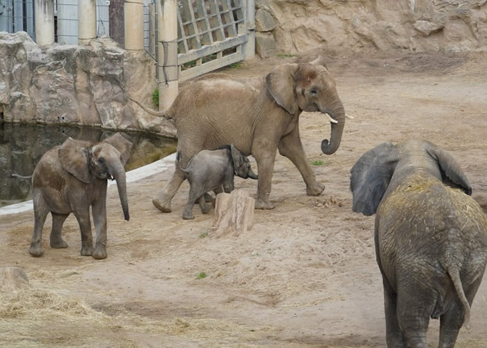 德国哈雷市动物园一对分离12年的大象母女重逢 见面即认出对方