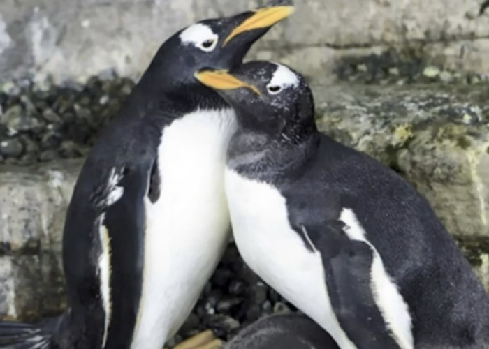 西班牙巴伦西亚海洋公园内一对同性企鹅夫妇 成功孵化另一对企鹅夫妇诞下的蛋