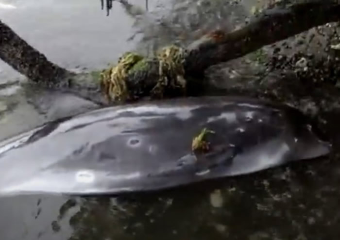 毛里求斯有至少40条海豚伏尸海滩 环保团体促政府调查